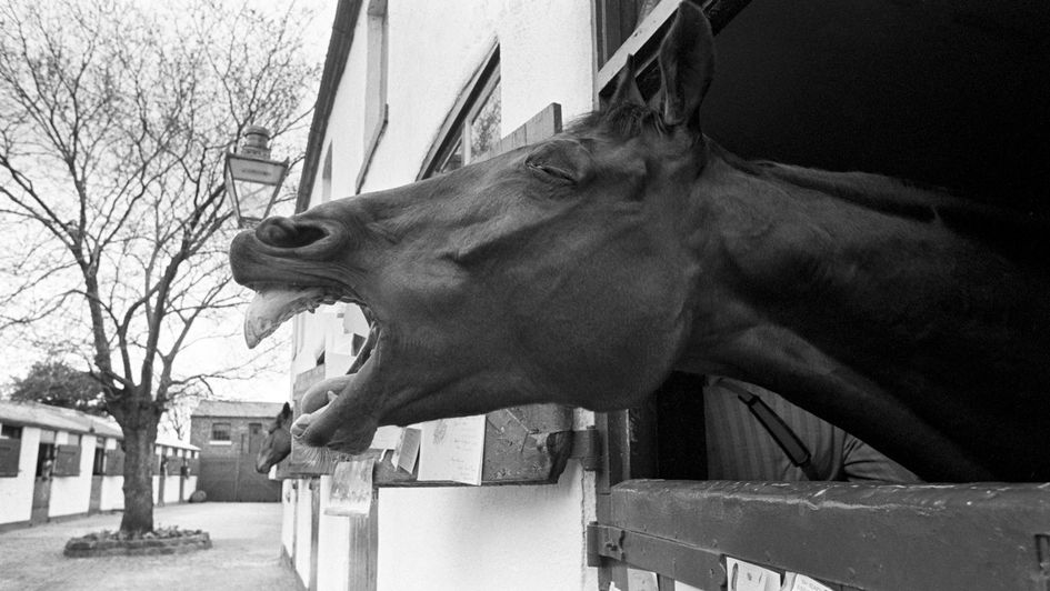 Red Rum stretches his neck out at home in Southport