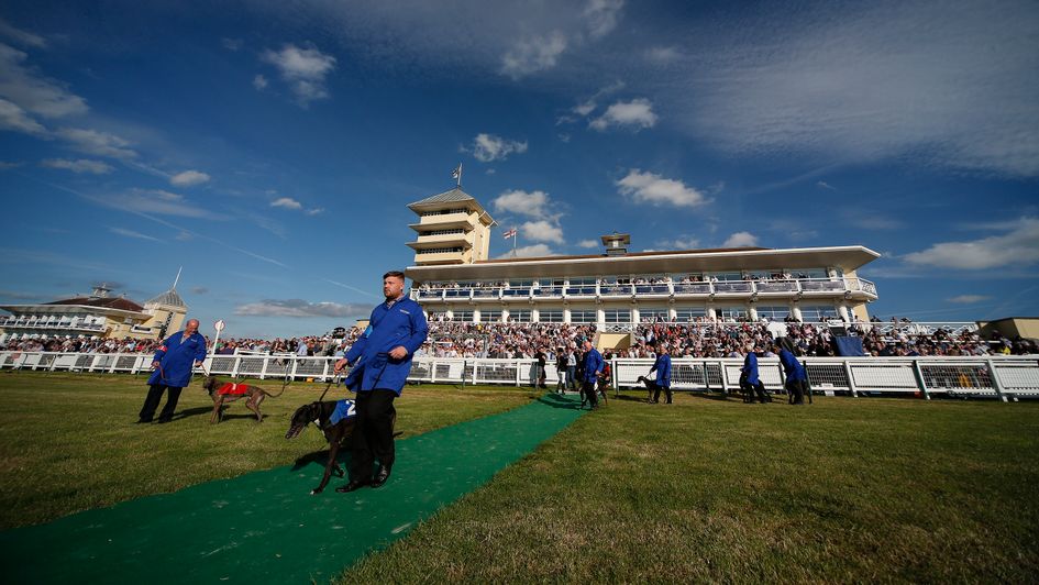 Dogs on parade at Towcester