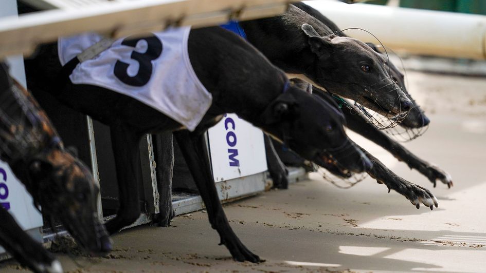 Jonathan Hobbs casts his eye over the latest developments in the greyhound world