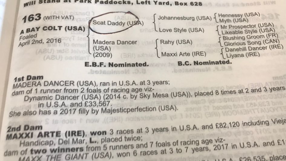 The page for the 900,000 guineas Scat Daddy