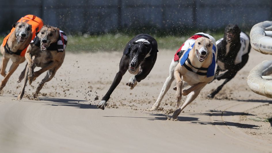 Jonathan Hobbs debates who will be named July's Greyhound of the Month