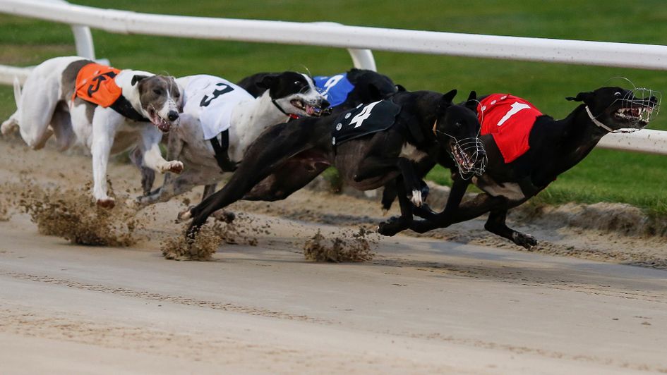 Greyhound racing action