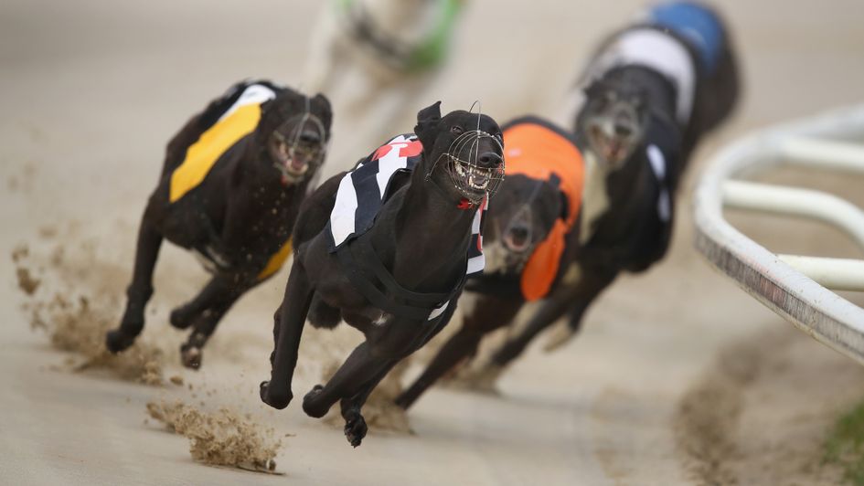 Greyhound racing at Towcester