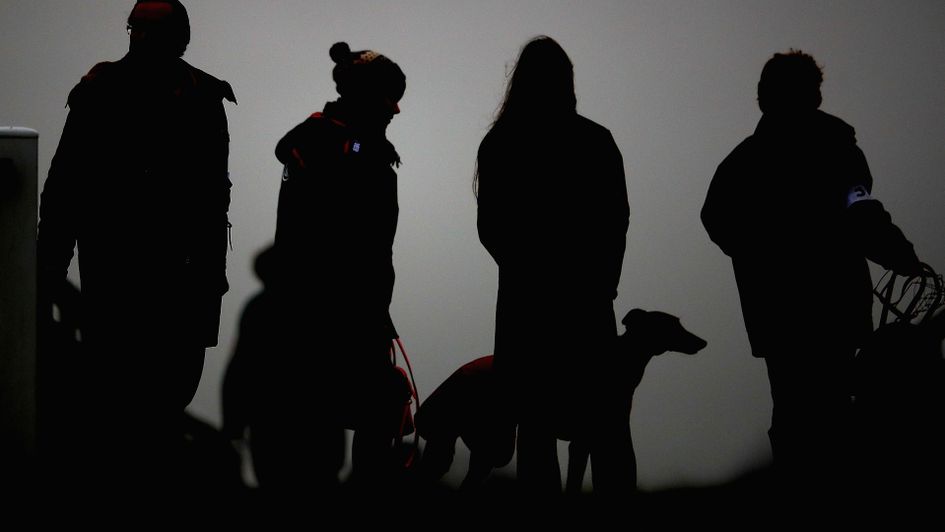 Greyhounds silhouetted